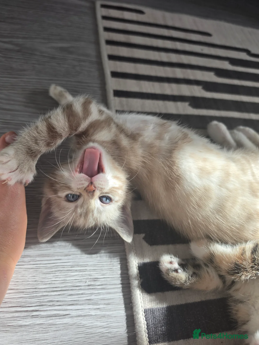 Bengal cats for sale: Bengal Metiss in Boston - Advert 2