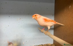 Canaries birds for sale: Red dimorphic canaries  - Image 4