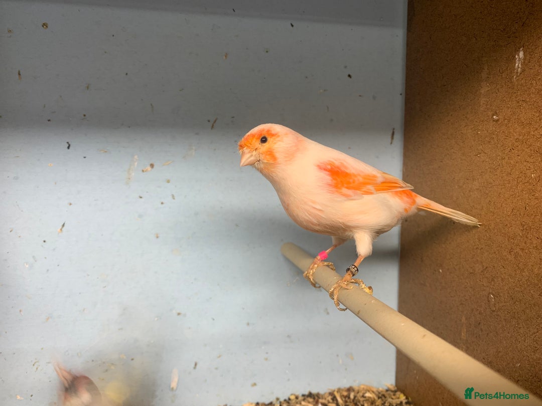 Canaries birds for sale: Red dimorphic canaries  - Image 4