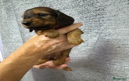 Miniature Dachshund dogs for sale: Amazing Champ Bloodlines Mini Dachshunds ✨ - Image 25