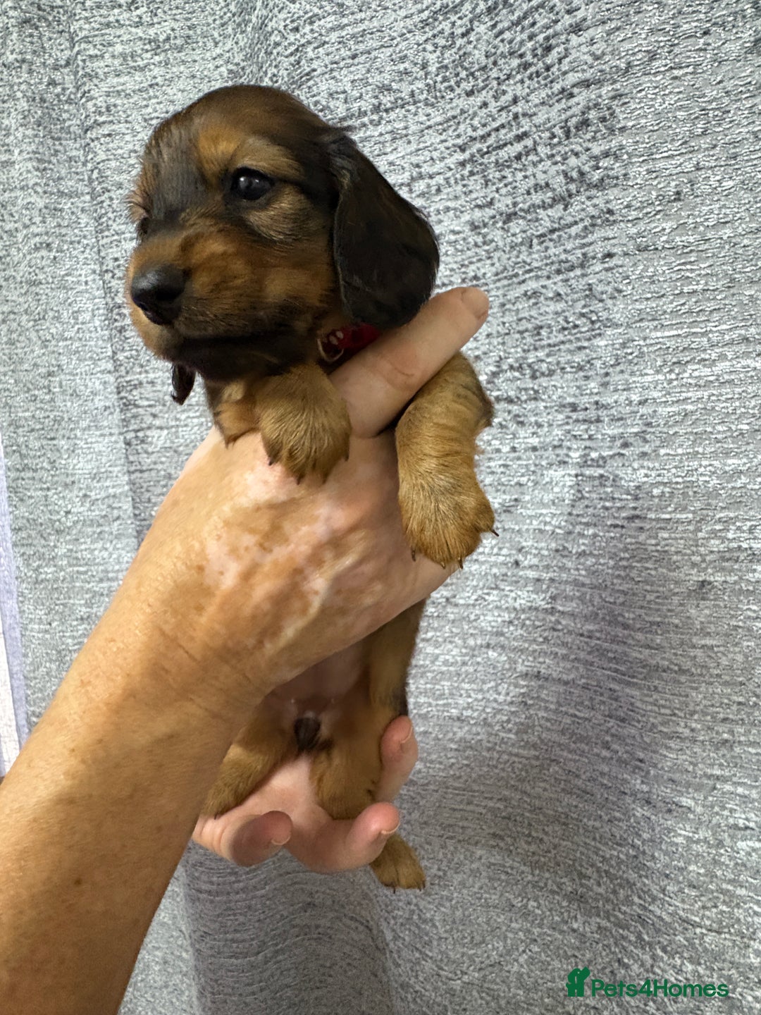 Miniature Dachshund dogs for sale: Amazing Champ Bloodlines Mini Dachshunds ✨ - Image 25