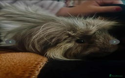 Guinea Pig rodents for sale: 2 male bonded guinea pigs  - Image 3