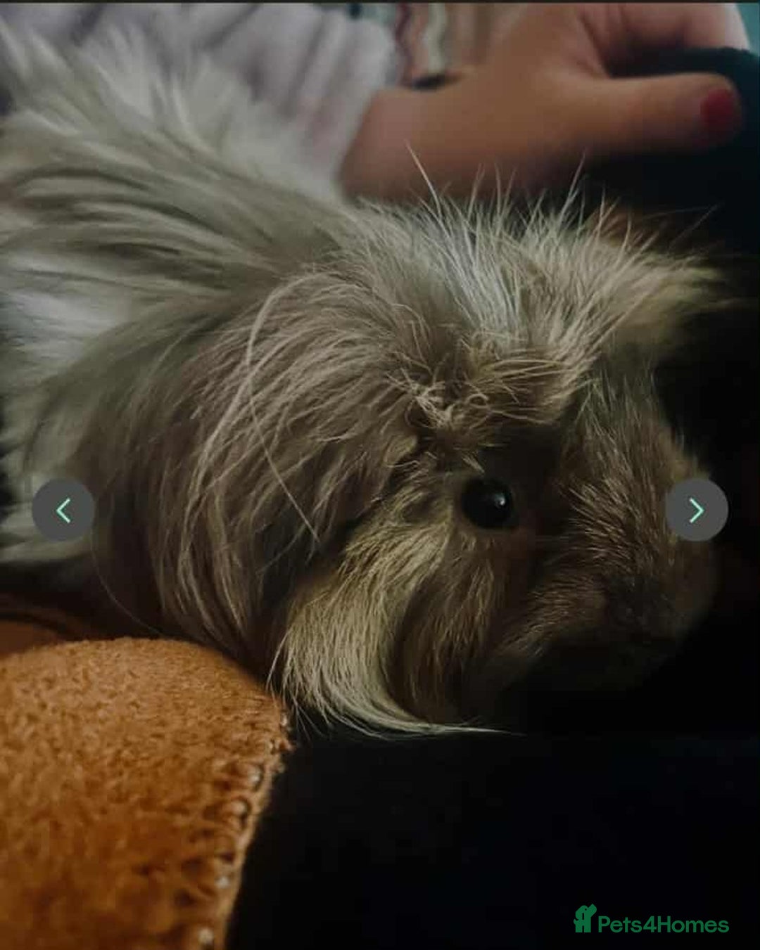 Guinea Pig rodents for sale: 2 male bonded guinea pigs  - Image 3