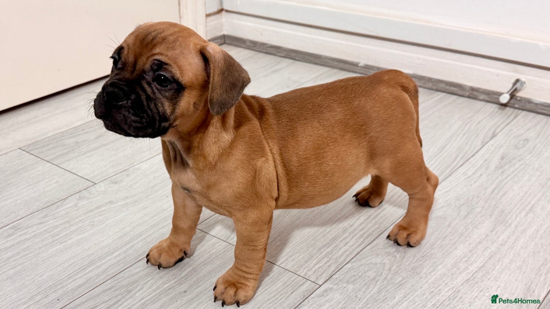 Mixed Breed dogs for sale: French Bulldog x Standard Bully Pups - Advert 4