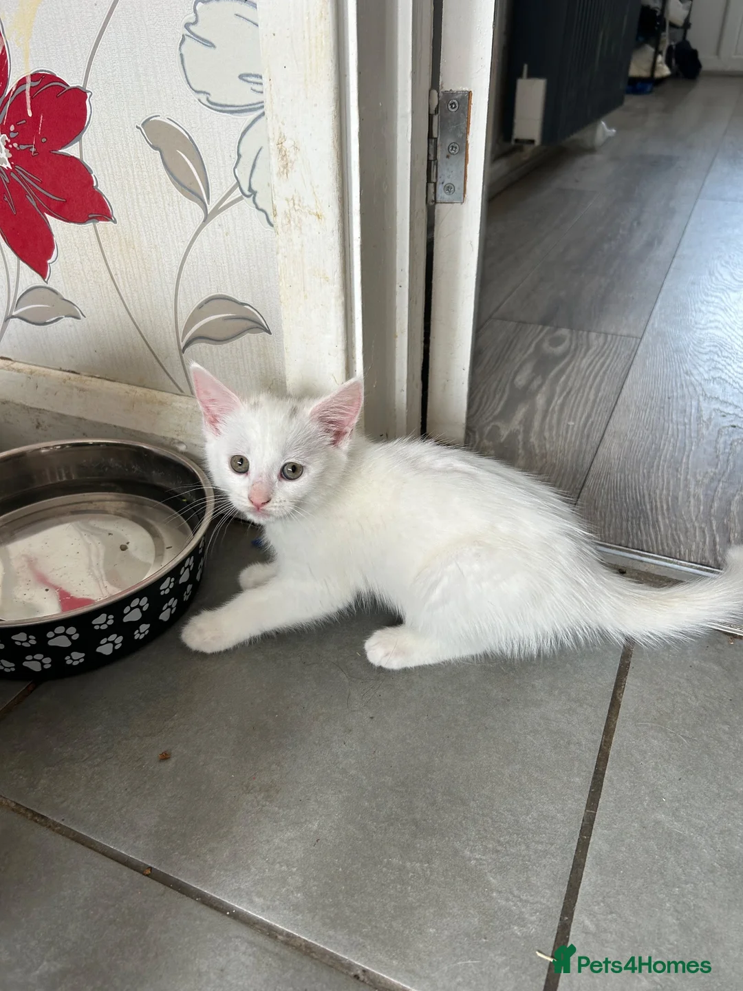 Mixed Breed cats for sale: Mixed breed white male - Advert 2