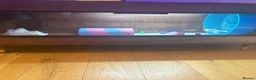 Pygmy Hedgehog rodents for sale: Male African pygmy hedgehog  in Bristol - Advert 4