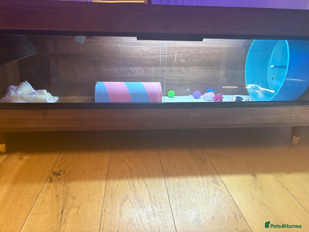 Pygmy Hedgehog rodents for sale: Male African pygmy hedgehog  in Bristol - Advert 4