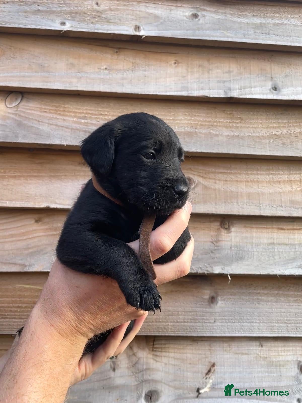 Labradoodle dogs Gorgeous F1b labradoodle puppies for sale - Advert 1