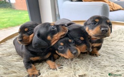 Miniature Dachshund dogs for sale: Quality KC Miniature Dachshund Puppies - Image 4