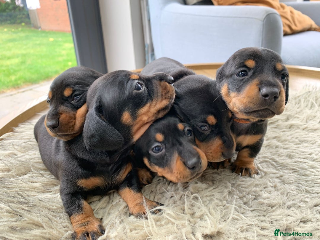 Miniature Dachshund dogs for sale: Quality KC Miniature Dachshund Puppies - Image 4