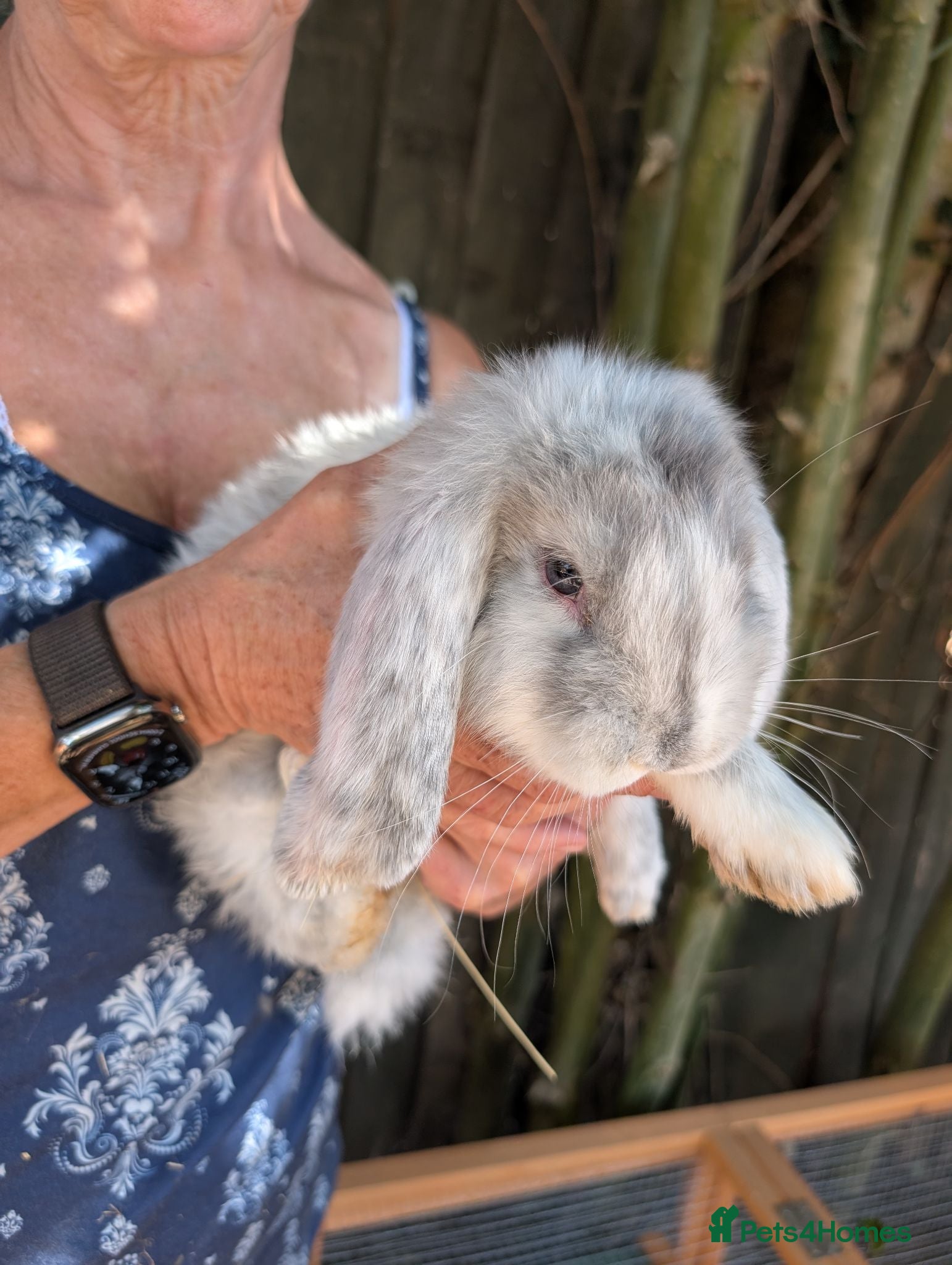 French Lop rabbits One Beautiful French Lop Buck Remaining - Advert 1