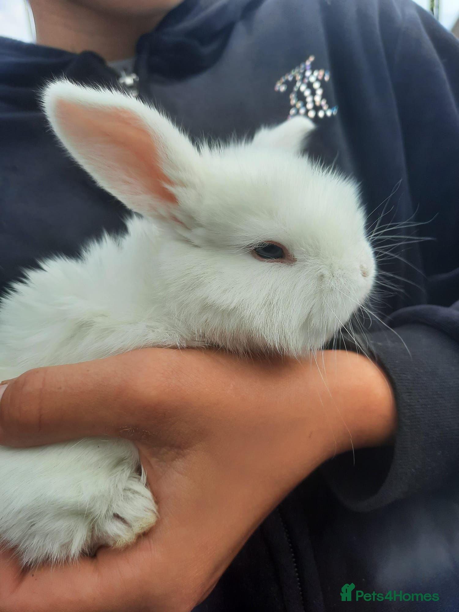 Mini Lop rabbits Mini lop babies  - Advert 13