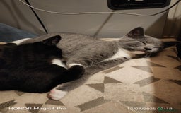 British Shorthair cats for sale: Beautiful British short-hair cross - Image 10