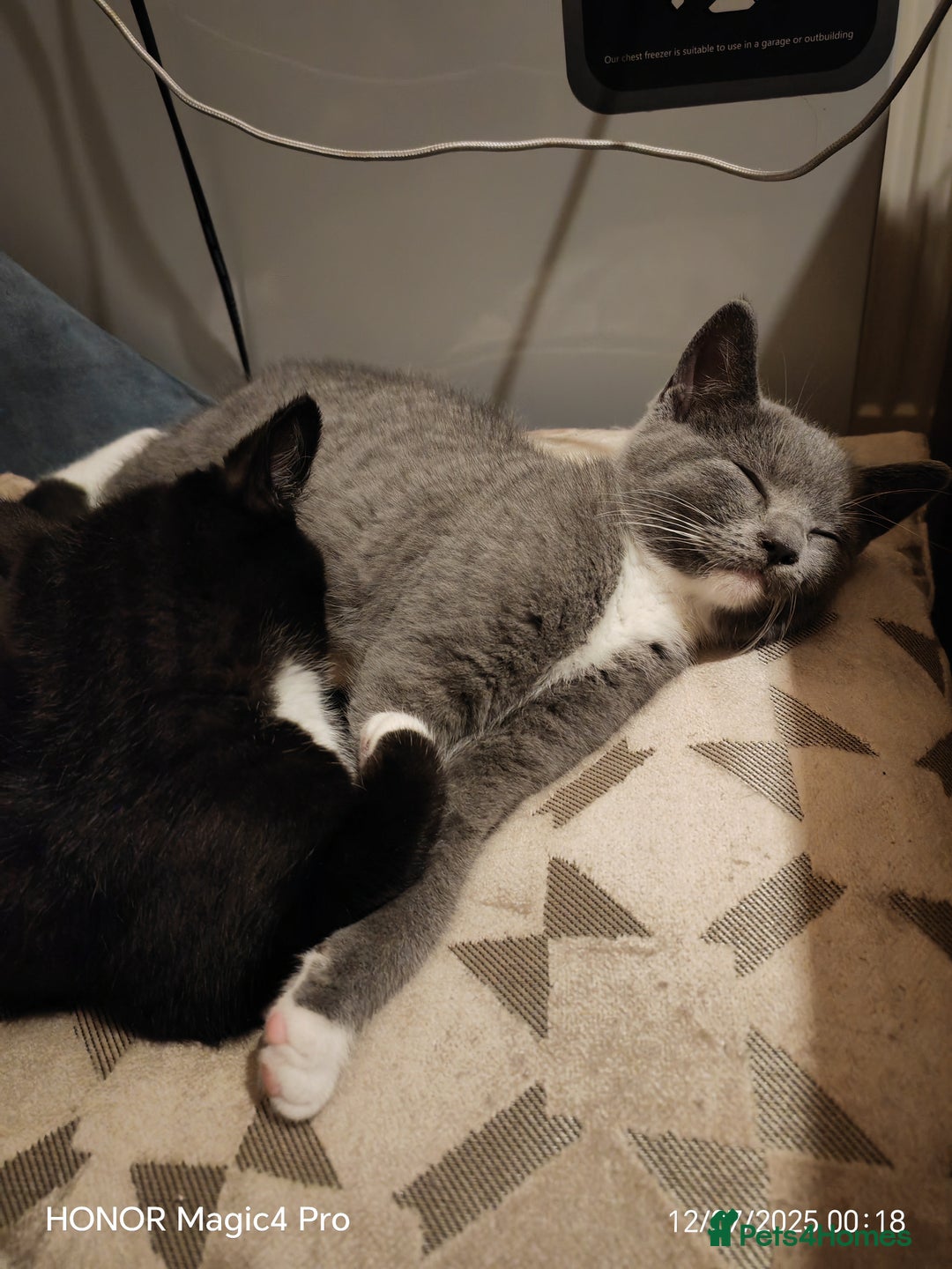 British Shorthair cats for sale: Beautiful British short-hair cross - Image 10