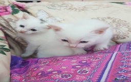Mixed Breed cats for sale: Khao Manee kittens  - Image 1