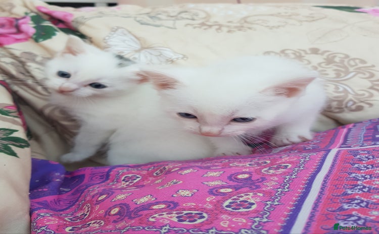 Mixed Breed cats - Advert 2