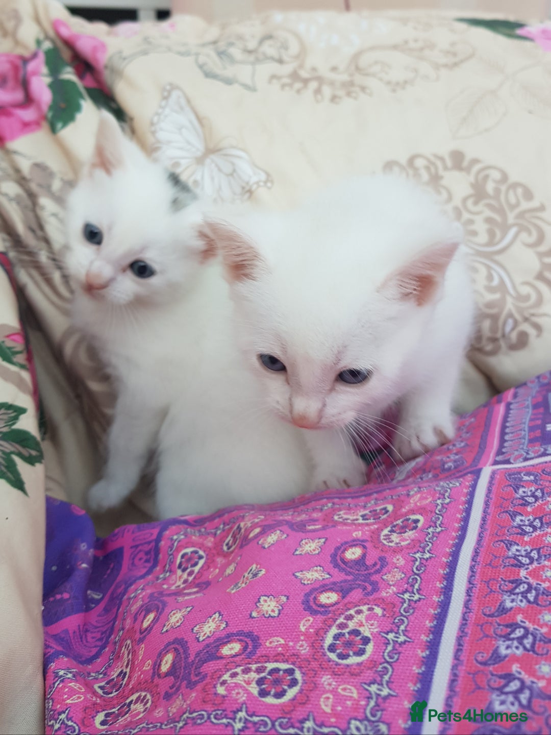 Mixed Breed cats for sale: Khao Manee kittens  - Image 1