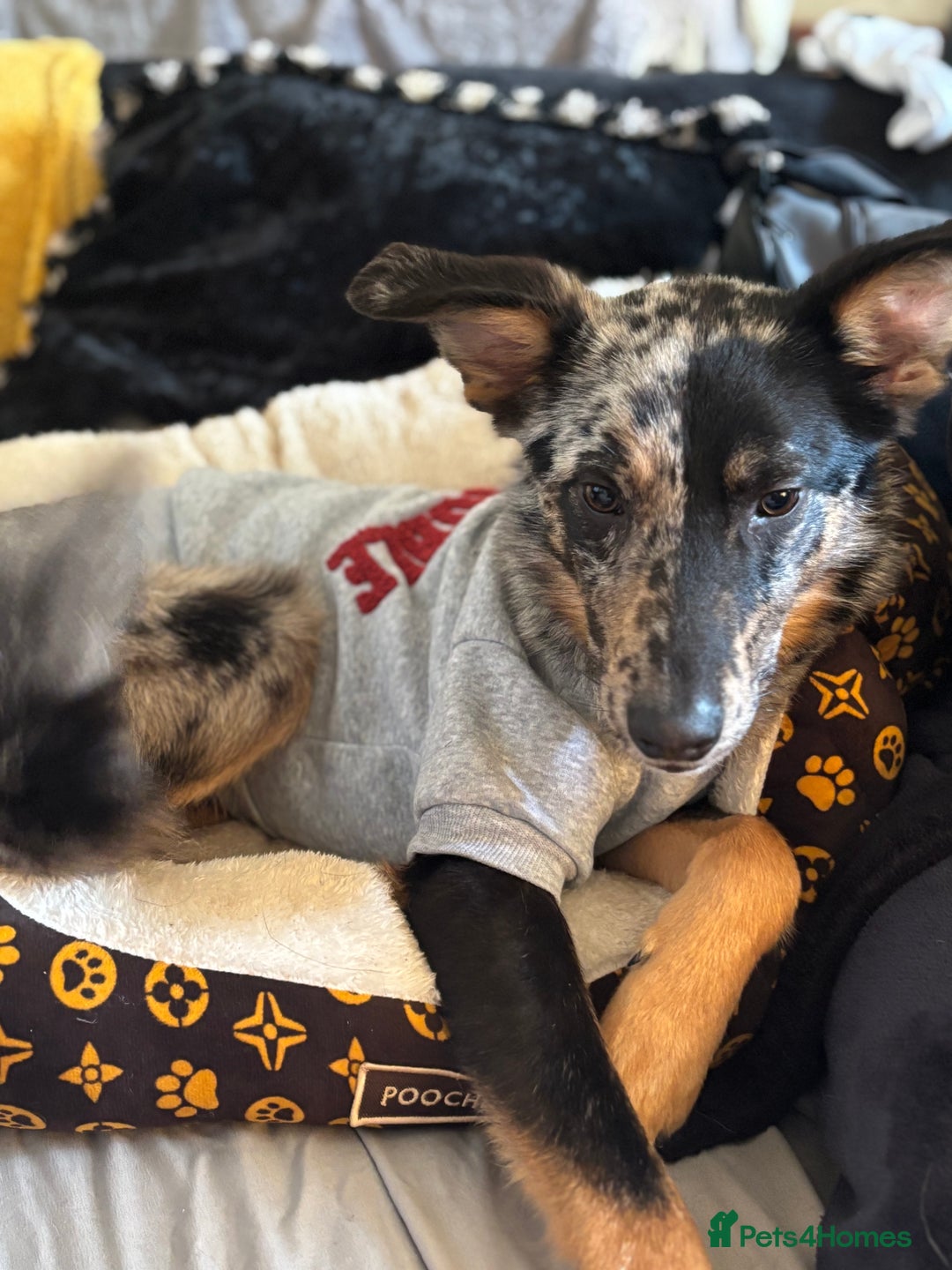 Mixed Breed dogs for sale: Ruby looking for forever home  - Image 2