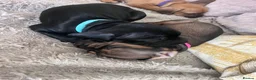 Mixed Breed dogs for sale: Sprocker spaniel x Frenchie-Pei  - Advert 4