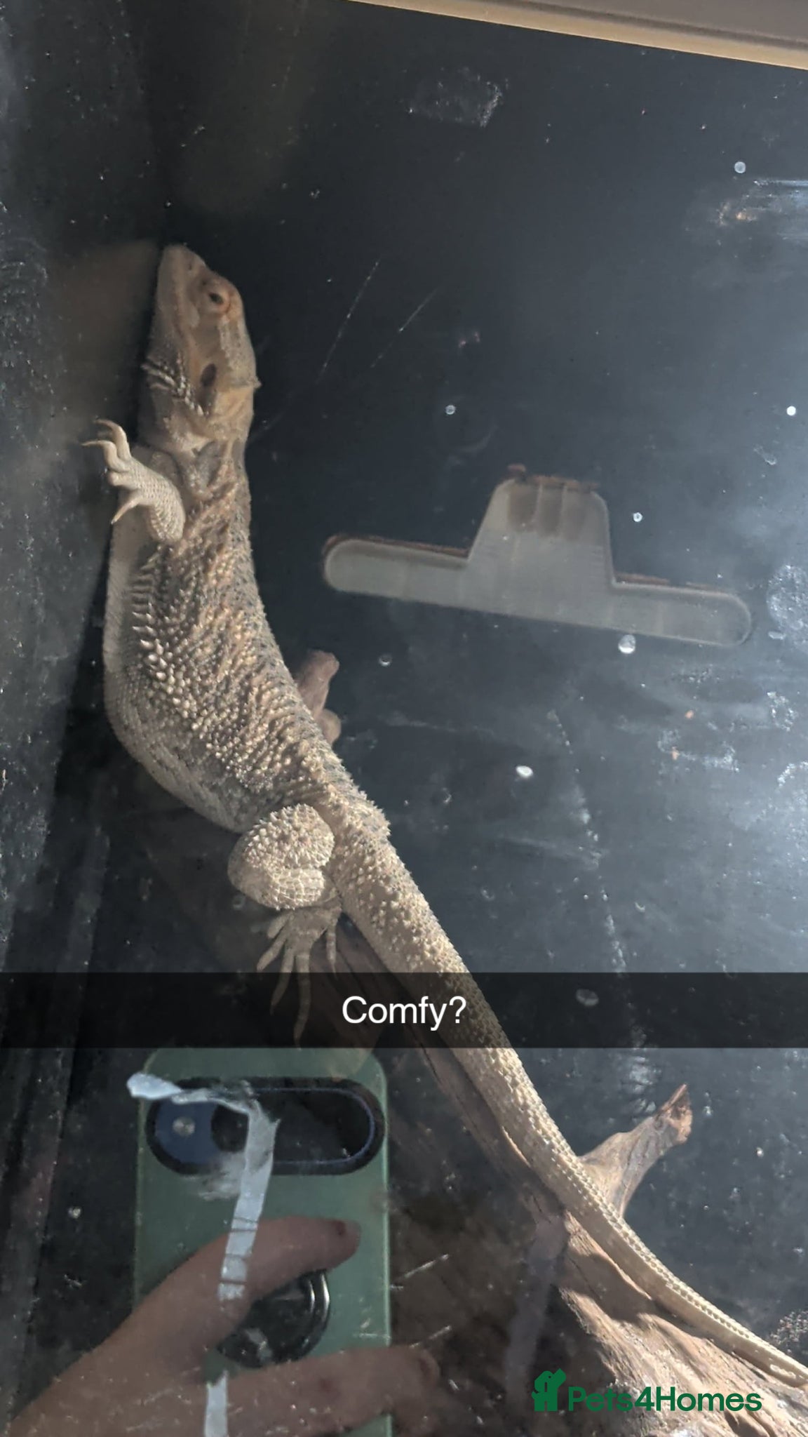 Bearded Dragon reptiles 10 month old female bearded dragon  - Advert 3