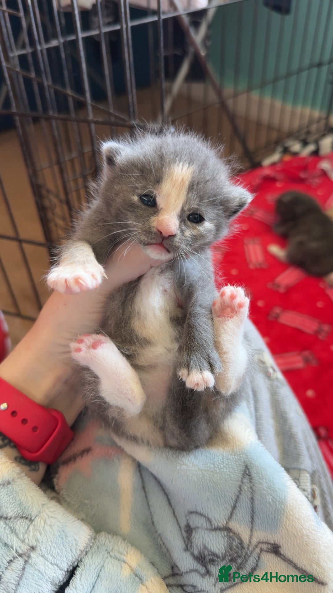 Mixed Breed cats for sale: Kittens looking for forever homes - Image 1