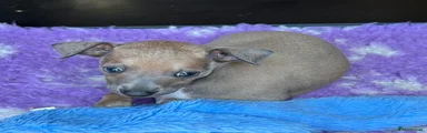 Italian Greyhound 1
