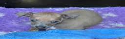 Italian Greyhound dogs for sale: 2 gorgeous Italian Greyhound boys. - Advert 3