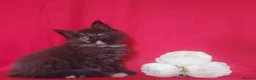 Maine Coon cats for sale: GCCF REGISTERED MAINE COON KITTENS FOR SALE  - Advert 10