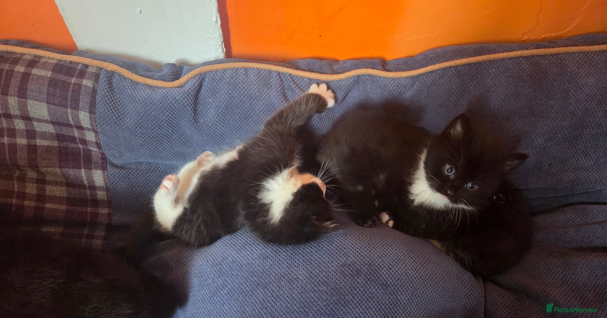 Mixed Breed cats Beautiful maincoon cross kittens - Advert 24