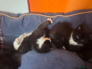 Mixed Breed cats Beautiful maincoon cross kittens - Advert 24