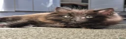 Mixed Breed cats for sale: Black long hair male kitten in Wrexham - Advert 1
