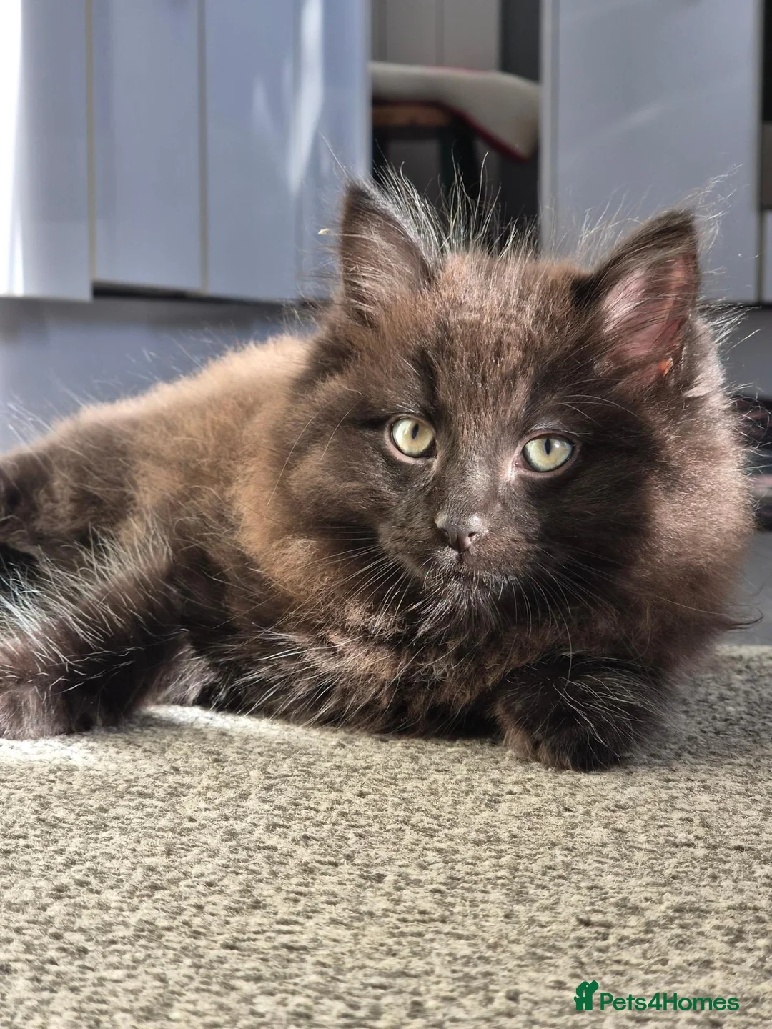 Mixed Breed cats for sale: Black long hair male kitten in Wrexham - Advert 1