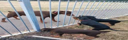Dobermann dogs for sale: Adorable Doberman puppies PRICE REDUCTION £1650 - Advert 9