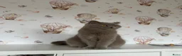 British Shorthair cats for sale: Lilac British shorthair GCCF and TICA registered in York - Advert 20