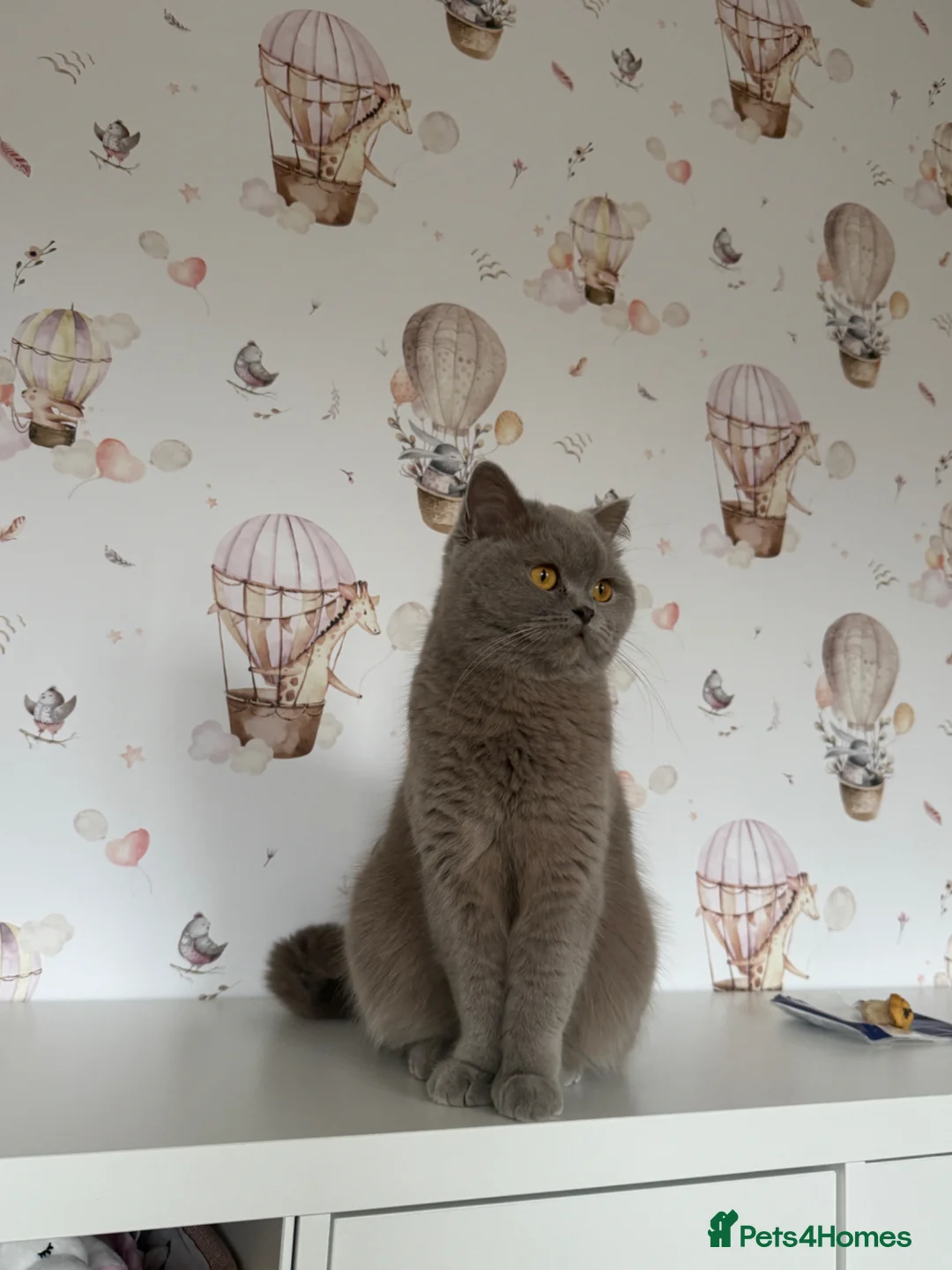 British Shorthair cats for sale: Lilac British shorthair GCCF and TICA registered in York - Advert 20