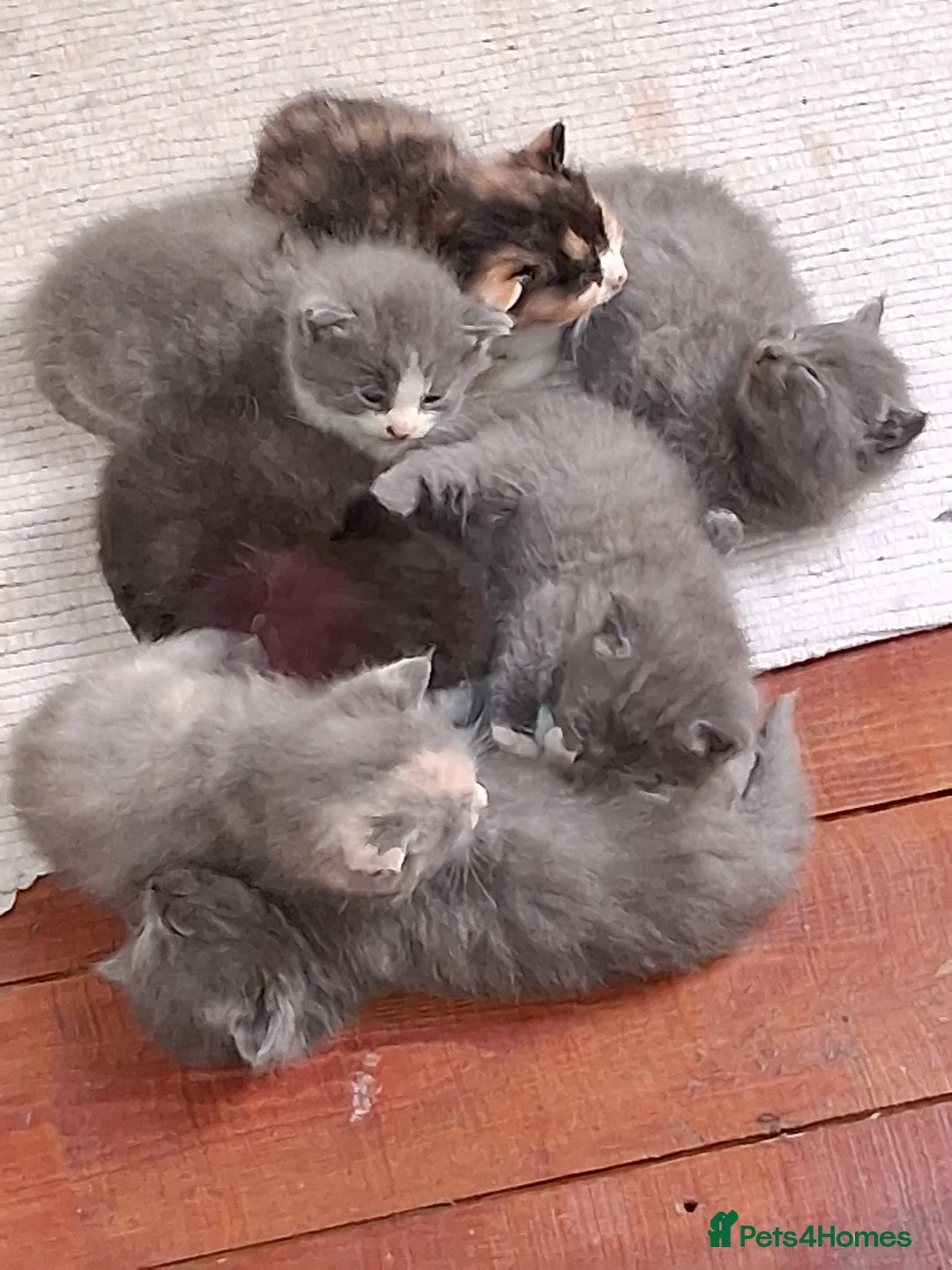 British Shorthair cats for sale: Gorgeous Fluffy Grey British Shorthaired/Long Blue - Advert 27