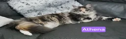Maine Coon cats for sale: Mainecoons ready now - Advert 2