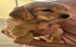 Sprocker dogs for sale: Cocker spaniel pups  - Image 7