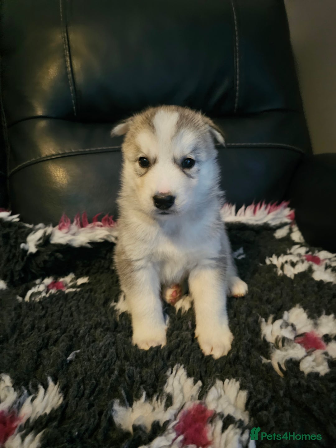 Siberian Husky dogs for sale: 5 beautiful siberian husky fur babies - Advert 8