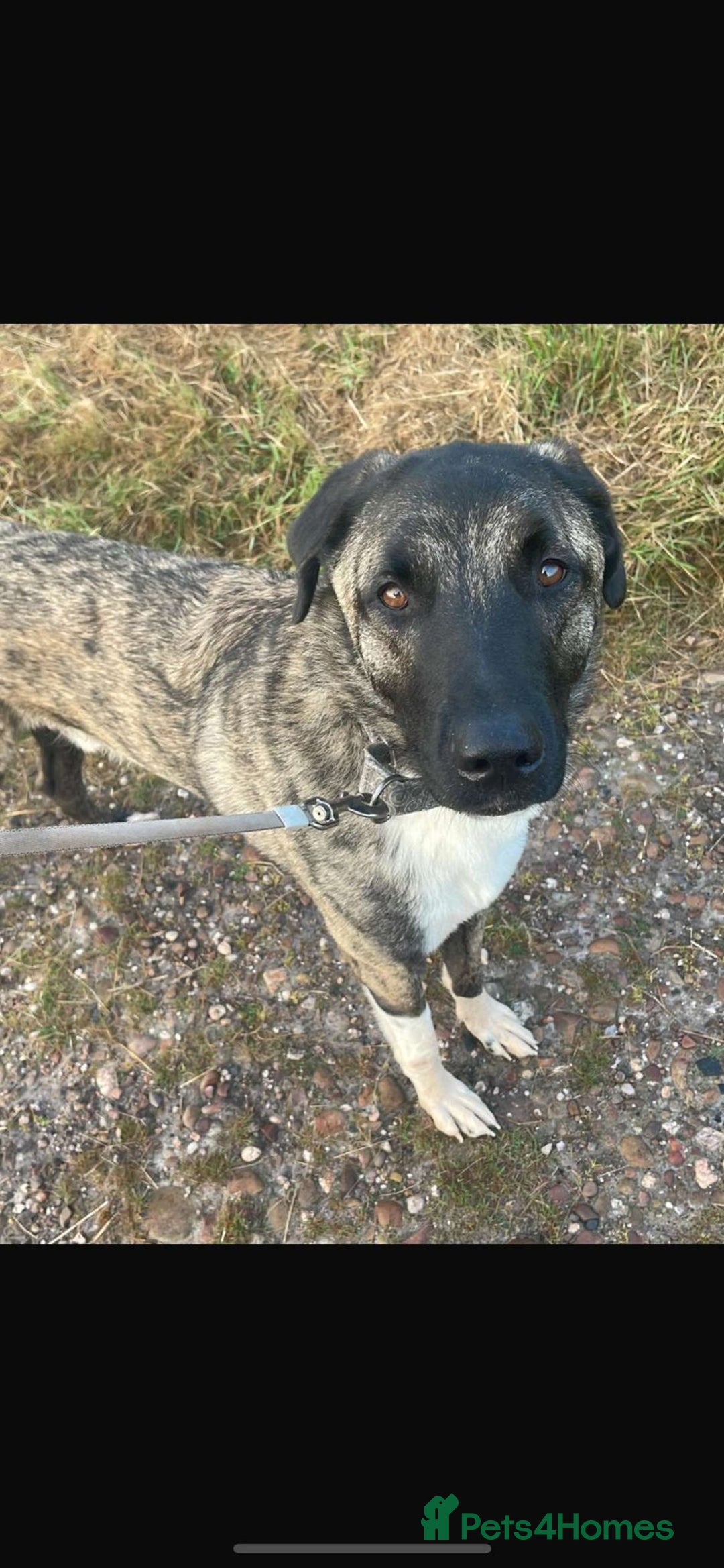 Mixed Breed dogs for adoption: HANK - 3 Years Old, Large Mixed Breed Boy - Advert 15