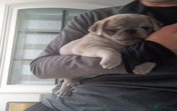 Pug dogs for sale: Stunning Male pug pups - Image 8