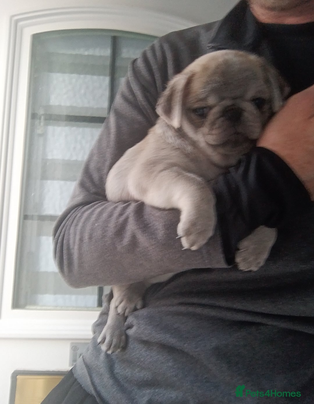 Pug dogs for sale: Stunning Male pug pups - Image 8