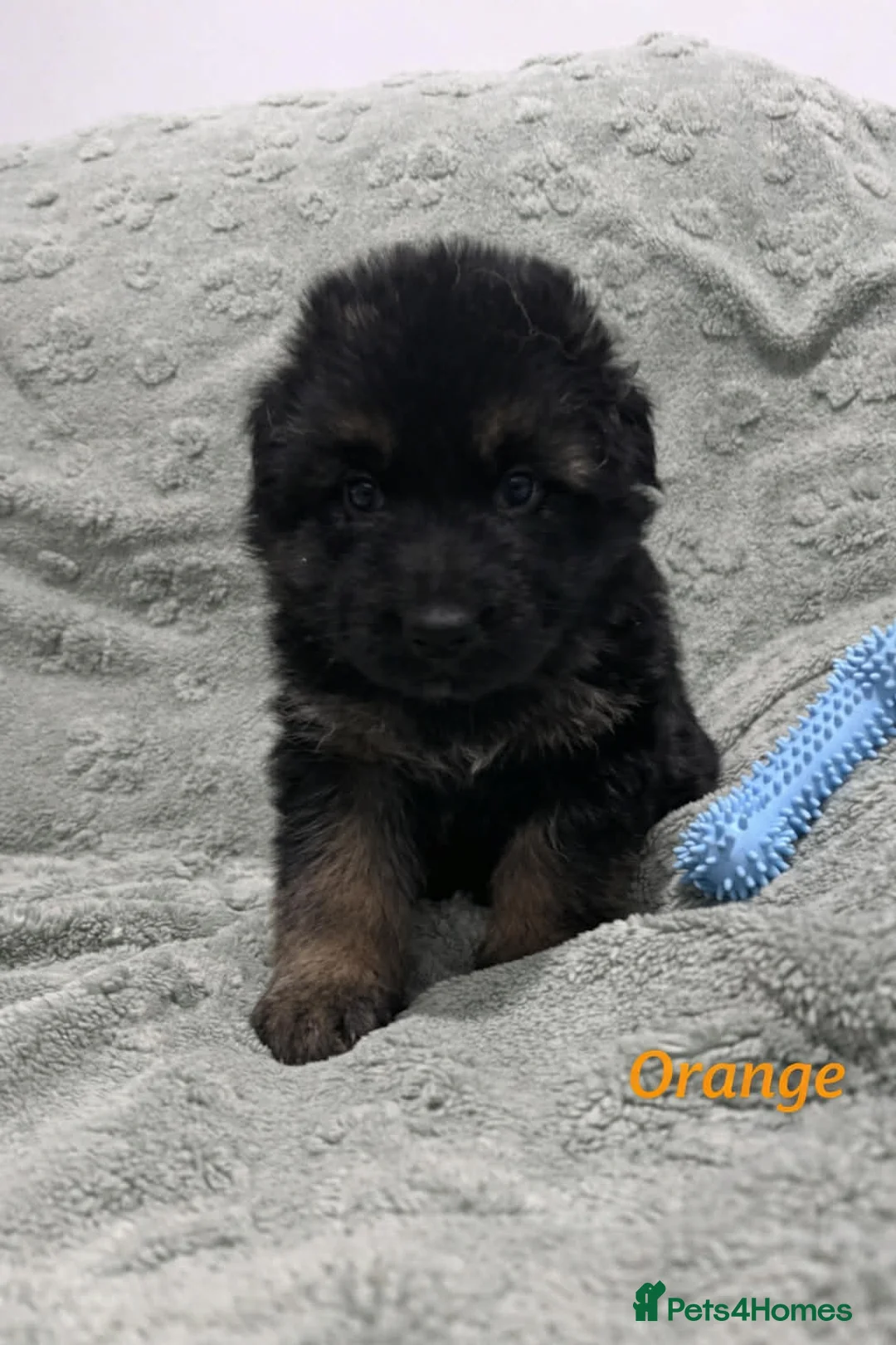German Shepherd dogs for sale: Beautiful German Shepherd Puppies Kc Registered  - Advert 12