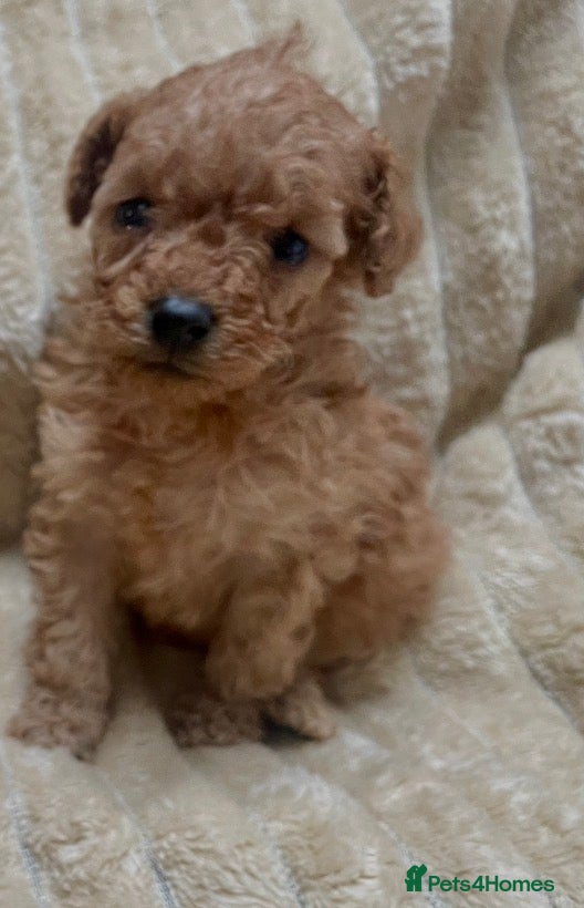 Mixed Breed dogs Ready to leave now. Stunning miniature poodle boy  - Advert 10