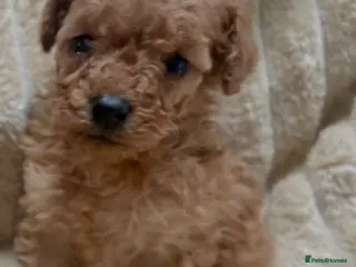 Mixed Breed dogs Ready to leave now. Stunning miniature poodle boy - Advert 10