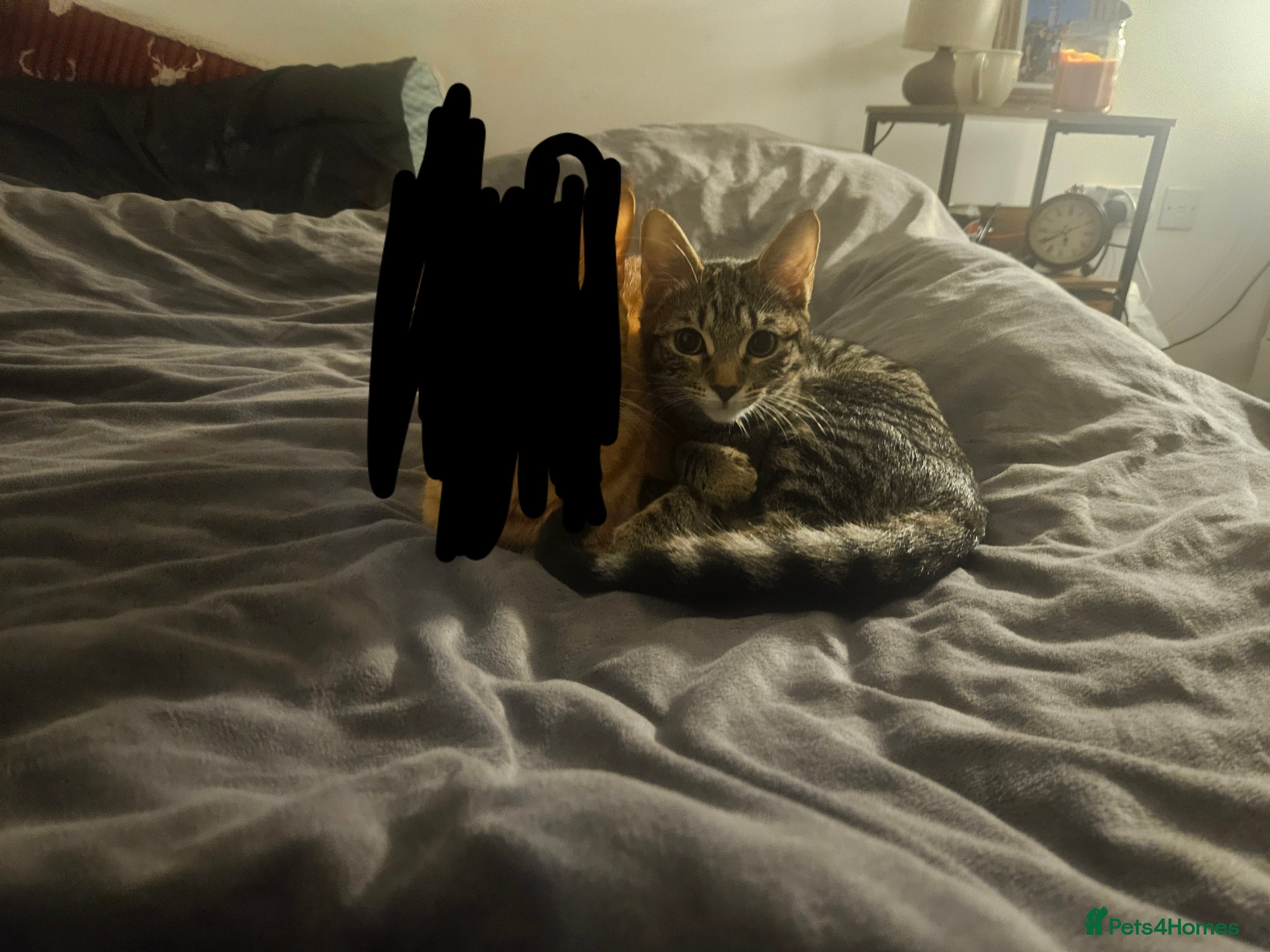 Mixed Breed cats Ethel 4 months old  - Advert 1