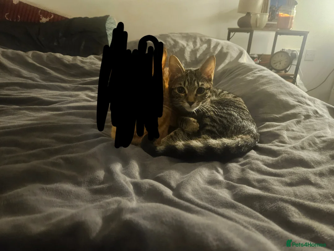 Mixed Breed cats for sale: Ethel 4 months old  - Advert 1