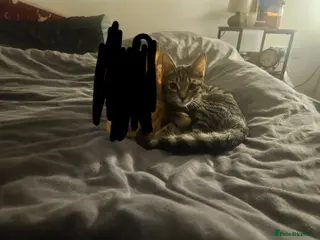 Mixed Breed cats Ethel 4 months old - Advert 2