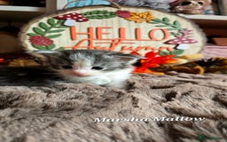 Maine Coon cats for sale: Stunning Xl Mainecoon Kittens  - Image 16