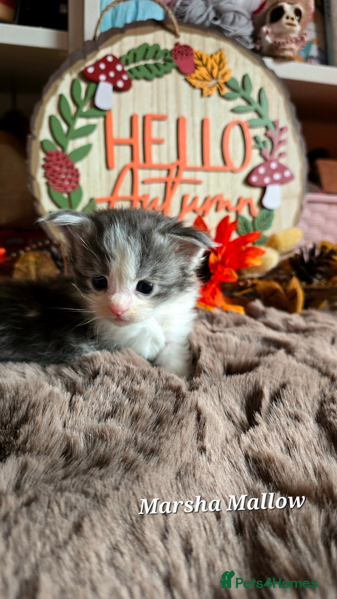 Maine Coon cats for sale: Stunning Xl Mainecoon Kittens  - Image 16